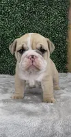 Axel, a male English Bulldog for sale in West Plains, MO – Photo 1 of 4