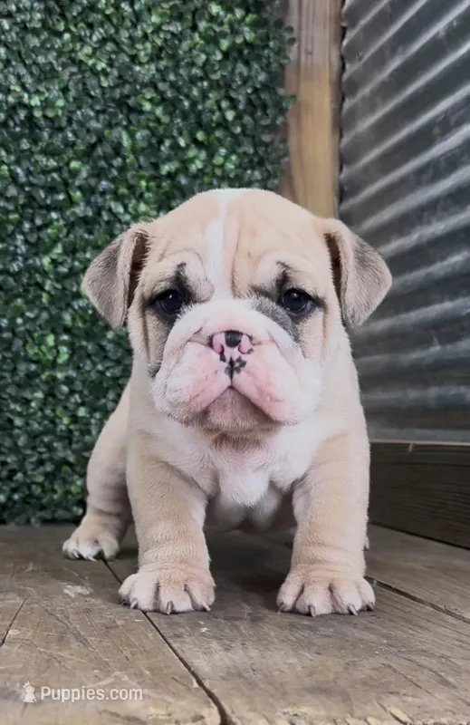 Axel – English Bulldog puppy for sale in West Plains, MO