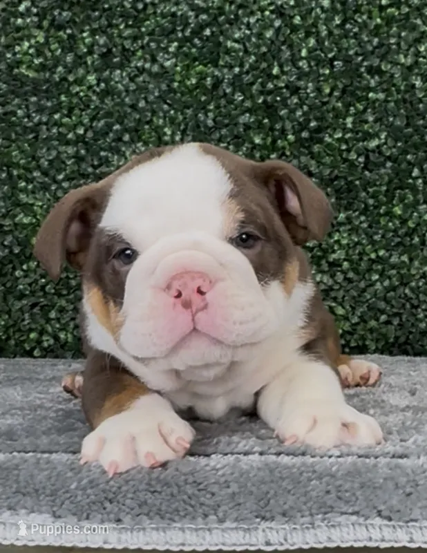 Moose – English Bulldog puppy for sale in West Plains, MO