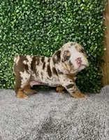 Murphy, a male English Bulldog for sale in West Plains, MO – 5 of 6