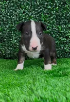 Goose, a male Bull Terrier for sale in West Plains, MO – Photo 1 of 4