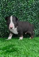 Goose, a male Bull Terrier for sale in West Plains, MO – Photo 4 of 4