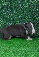 Goose, a male Bull Terrier for sale in West Plains, MO – Photo 3 of 4