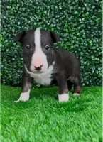 Goose, a male Bull Terrier for sale in West Plains, MO – Photo 2 of 4