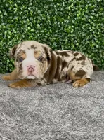 Murphy, a male English Bulldog for sale in West Plains, MO – 4 of 6