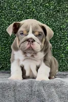 Arlo, a male English Bulldog for sale in West Plains, MO – Photo 5 of 7