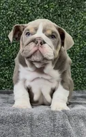 Arlo, a male English Bulldog for sale in West Plains, MO – Photo 3 of 7