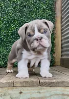 Arlo, a male English Bulldog for sale in West Plains, MO – Photo 7 of 7