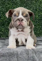 Arlo, a male English Bulldog for sale in West Plains, MO – Photo 1 of 7