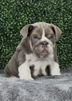 Arlo, a male English Bulldog for sale in West Plains, MO – Photo 2 of 7