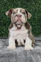 Arlo, a male English Bulldog for sale in West Plains, MO – Photo 4 of 7