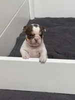 Peanut, a female English Bulldog for sale in West Plains, MO – 2 of 5