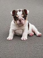 Peanut, a female English Bulldog for sale in West Plains, MO – 3 of 3