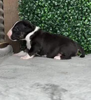 Virgil, a male Bull Terrier for sale in West Plains, MO – Photo 3 of 4