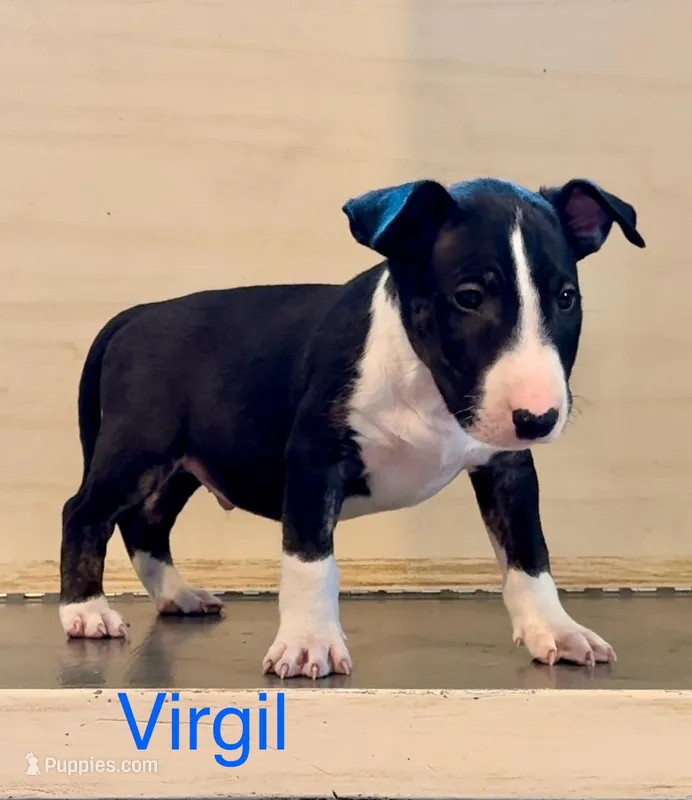 Virgil
