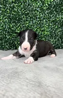 Virgil, a male Bull Terrier for sale in West Plains, MO – Photo 2 of 4