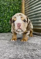 Murphy, a male English Bulldog for sale in West Plains, MO – 2 of 6