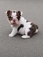 Peanut, a female English Bulldog for sale in West Plains, MO – 1 of 3
