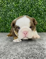 Moose, a male English Bulldog for sale in West Plains, MO – 2 of 6