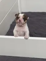 Peanut, a female English Bulldog for sale in West Plains, MO – 4 of 5