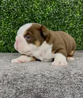 Moose, a male English Bulldog for sale in West Plains, MO – 4 of 6