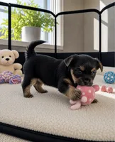 Bullseye , a male Morkie for sale in Chicago, IL – 2 of 3