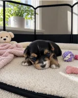 Leir, a male Morkie for sale in Chicago, IL – 1 of 4