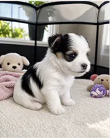 Storm, a female Morkie for sale in Chicago, IL – 2 of 4