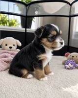 Vision, a male Morkie for sale in Chicago, IL – 2 of 3