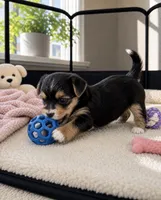 Leir, a male Morkie for sale in Chicago, IL – 2 of 4