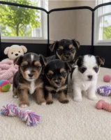 Leir, a male Morkie for sale in Chicago, IL – 3 of 4