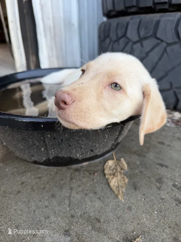 Male  – Labrador Retriever puppy for sale in Carthage, MO