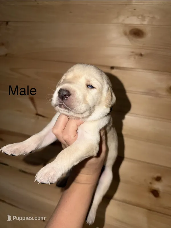 Male – Labrador Retriever puppy for sale in Carthage, MO