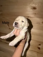 Male, a male Labrador Retriever for sale in Carthage, MO – 1 of 1