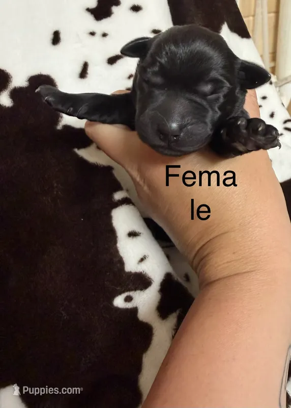 Female  – Labrador Retriever puppy for sale in Carthage, MO