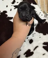 Female , a female Labrador Retriever for sale in Carthage, MO – 1 of 1