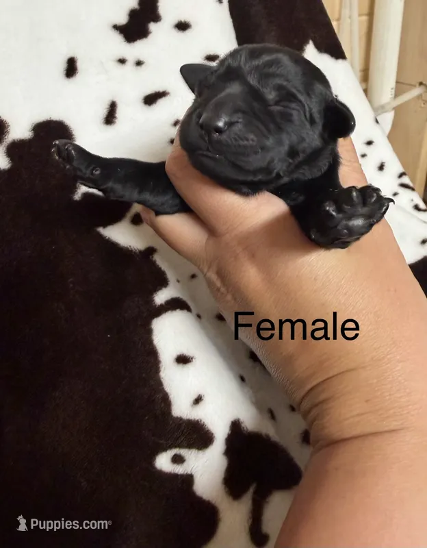Female  – Labrador Retriever puppy for sale in Carthage, MO