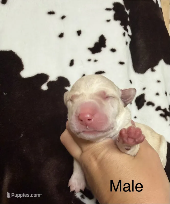 Male – Labrador Retriever puppy for sale in Carthage, MO