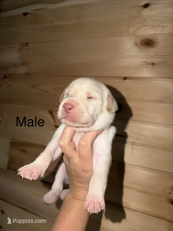 Male – Labrador Retriever puppy for sale in Carthage, MO