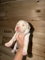 Male, a male Labrador Retriever for sale in Carthage, MO – 1 of 1