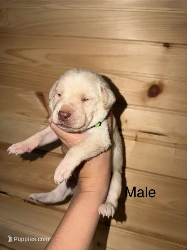 Male – Labrador Retriever puppy for sale in Carthage, MO
