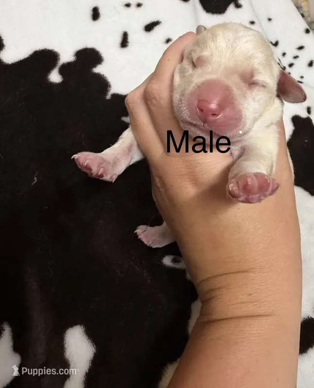 Male  – Labrador Retriever puppy for sale in Carthage, MO