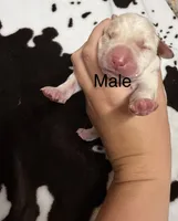 Male , a male Labrador Retriever for sale in Carthage, MO – 1 of 1