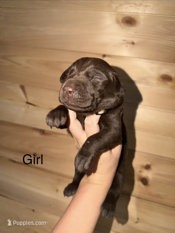 Female  – Labrador Retriever puppy for sale in Carthage, MO