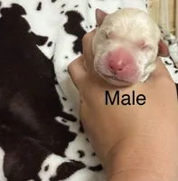 Male, a male Labrador Retriever for sale in Carthage, MO – 1 of 1