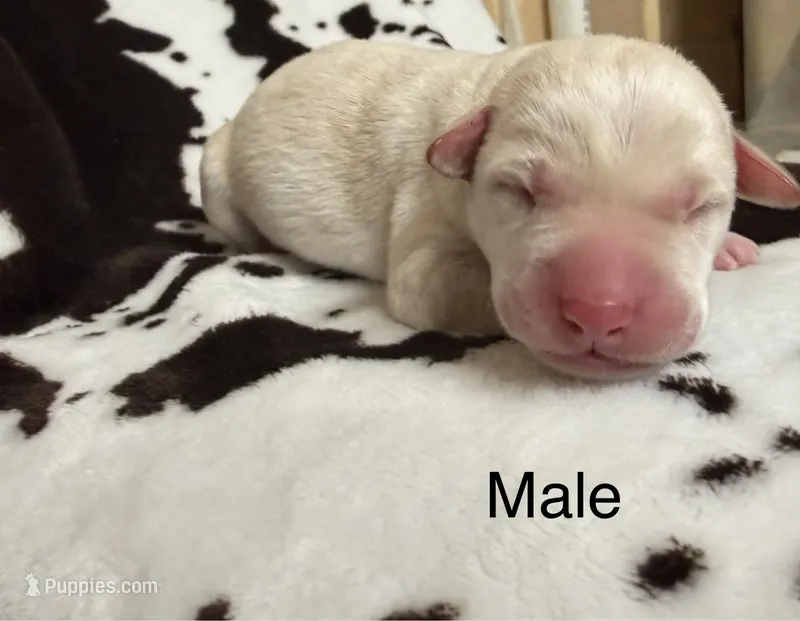 Male  – Labrador Retriever puppy for sale in Carthage, MO