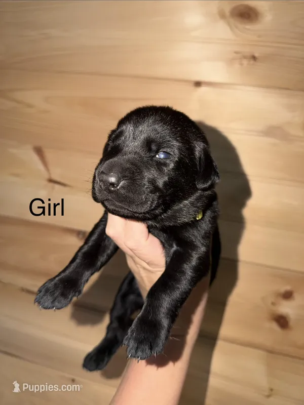 Female  – Labrador Retriever puppy for sale in Carthage, MO
