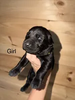 Female , a female Labrador Retriever for sale in Carthage, MO – 1 of 1