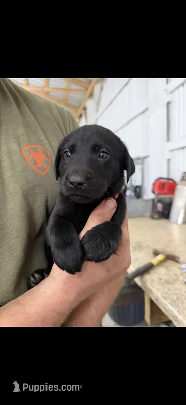 Female  – Labrador Retriever puppy for sale in Carthage, MO
