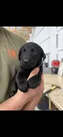 Female , a female Labrador Retriever for sale in Carthage, MO – 1 of 1